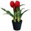 Tulipany w doniczce SASKA GARDEN 1047768 Czerwony